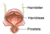 Die Prostatadrüse